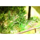 Ziterdes - Farn 9 Laser-Cut Pflanzen
