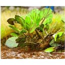 Ziterdes - Laser-Cut minis Butterbur 18 plants