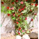 Ziterdes - Laser-Cut minis Rambler roses 6 plants