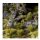 Grass Tufts - Jungle XL 12mm